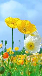 মোঃ বাবর আলী